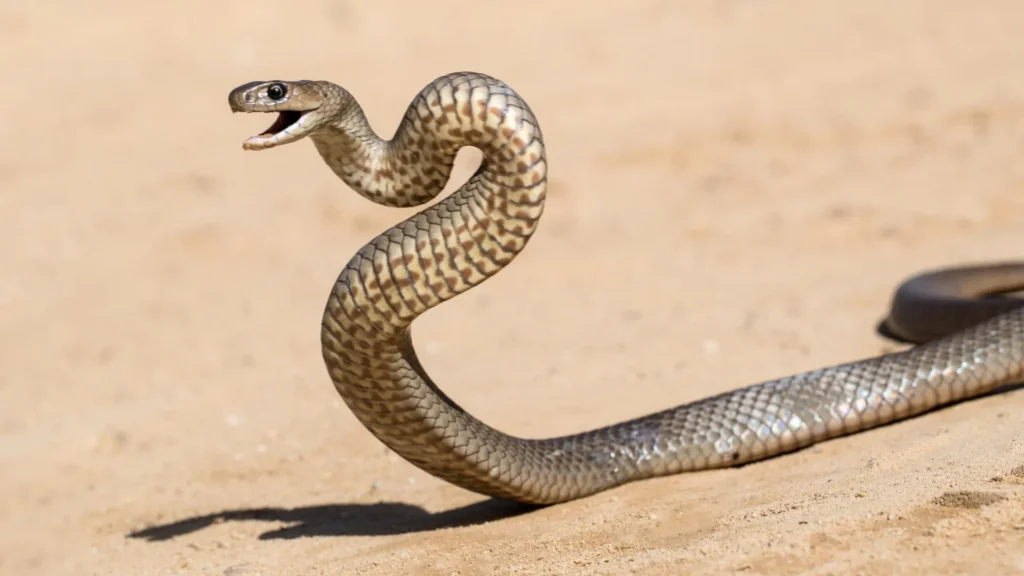 Venenos Ocultos: Divisão nos Tratamentos dos Serpentes Mais Mortais da Austrália Levanta Questões Urgentes
