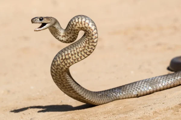 Venenos Ocultos: Divisão nos Tratamentos dos Serpentes Mais Mortais da Austrália Levanta Questões Urgentes