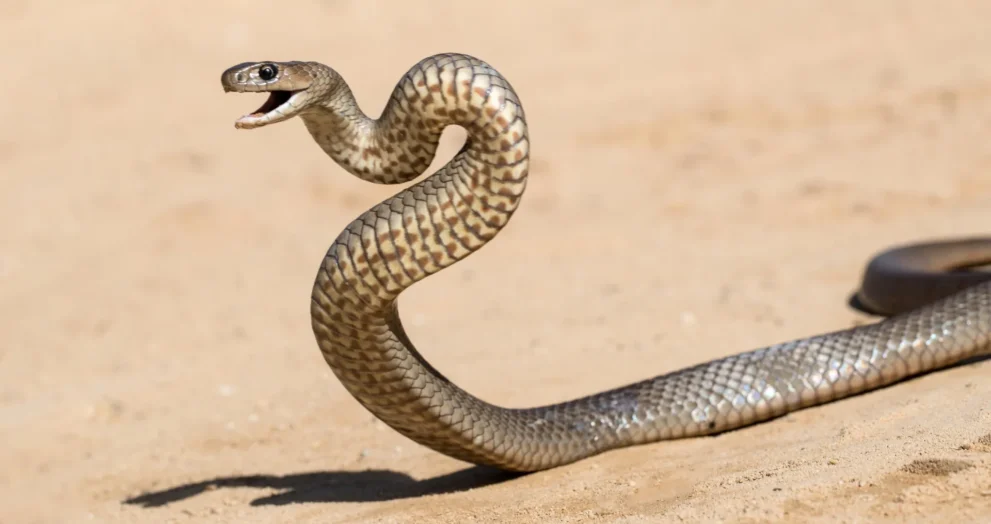 Venenos Ocultos: Divisão nos Tratamentos dos Serpentes Mais Mortais da Austrália Levanta Questões Urgentes