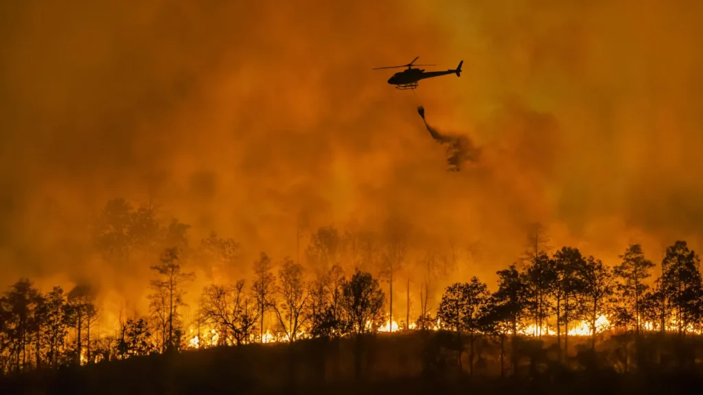 A surpreendente razão pela qual plantações de madeira se transformam em megaincêndios