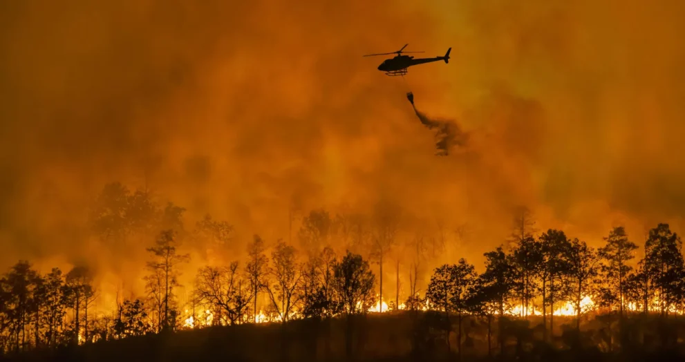 A surpreendente razão pela qual plantações de madeira se transformam em megaincêndios