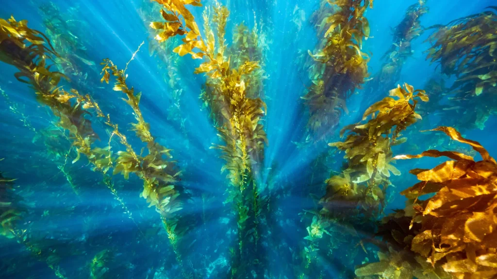 Mares Protegidos Ajudam Florestas de Kelp a se Recuperarem de Ondas de Calor