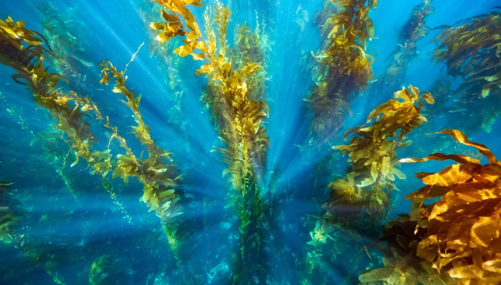 Mares Protegidos Ajudam Florestas de Kelp a se Recuperarem de Ondas de Calor