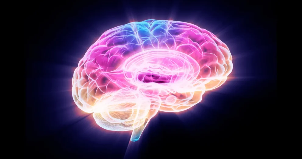 Cientistas descobrem proteína que reverte o envelhecimento cerebral
