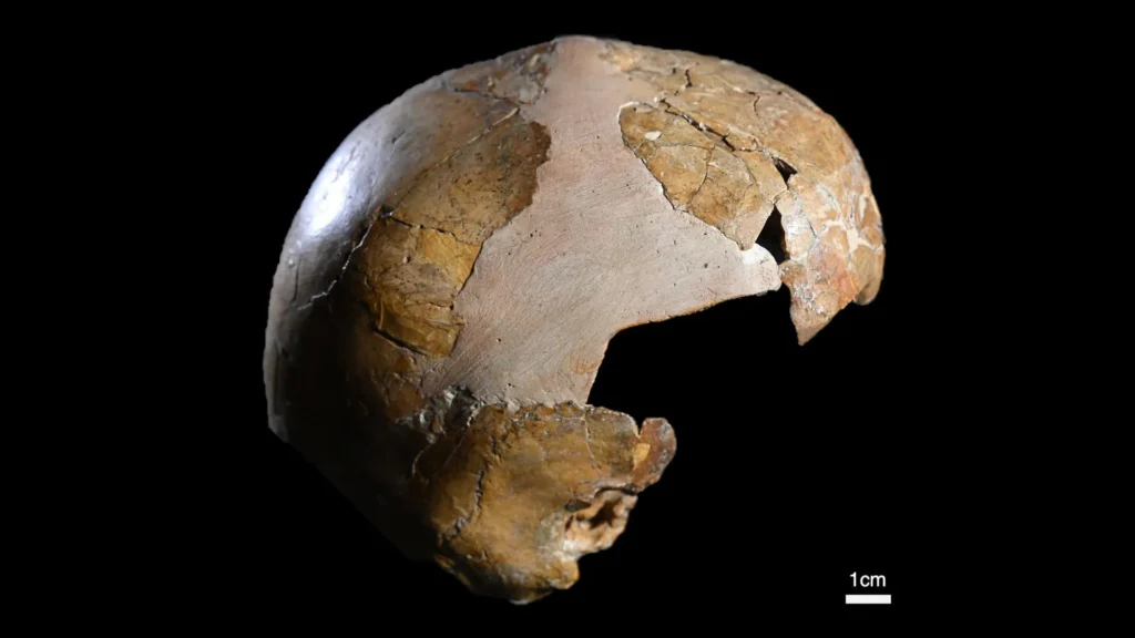 Esqueleto de 140.000 anos revela o primeiro cruzamento entre humanos e Neandertais