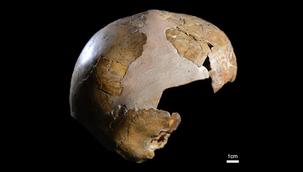 Esqueleto de 140.000 anos revela o primeiro cruzamento entre humanos e Neandertais