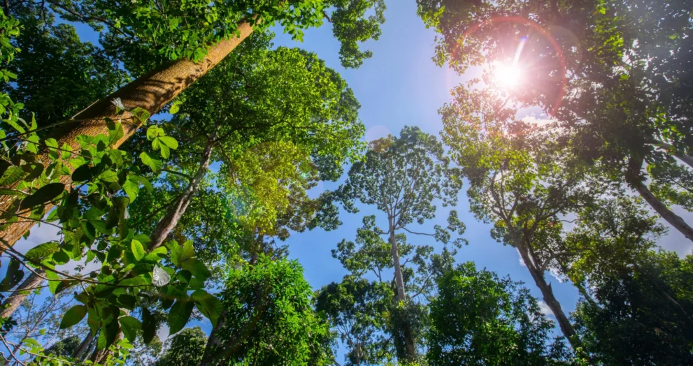 Aqui é onde o plantio de árvores tem o maior impacto climático