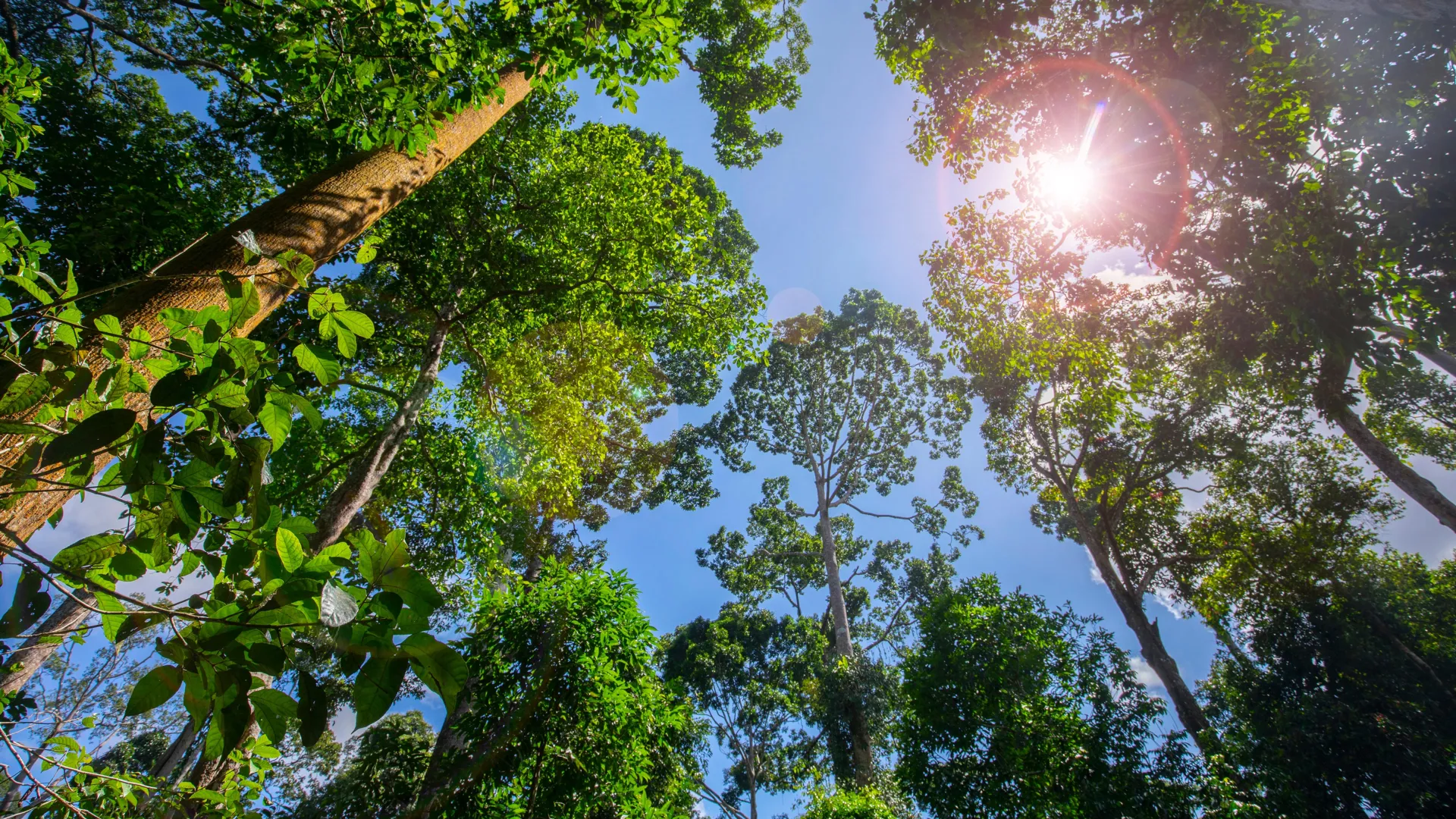 Aqui é onde o plantio de árvores tem o maior impacto climático