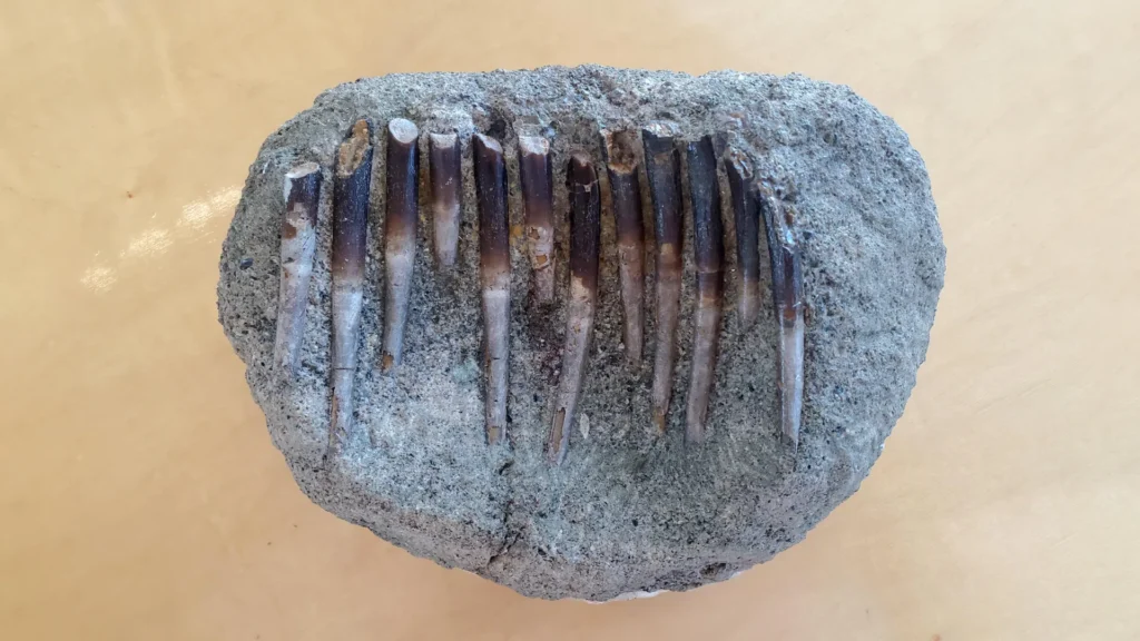 Os Dentes de 150 Milhões de Anos Revelam os Segredos das Dietas dos Dinossauros