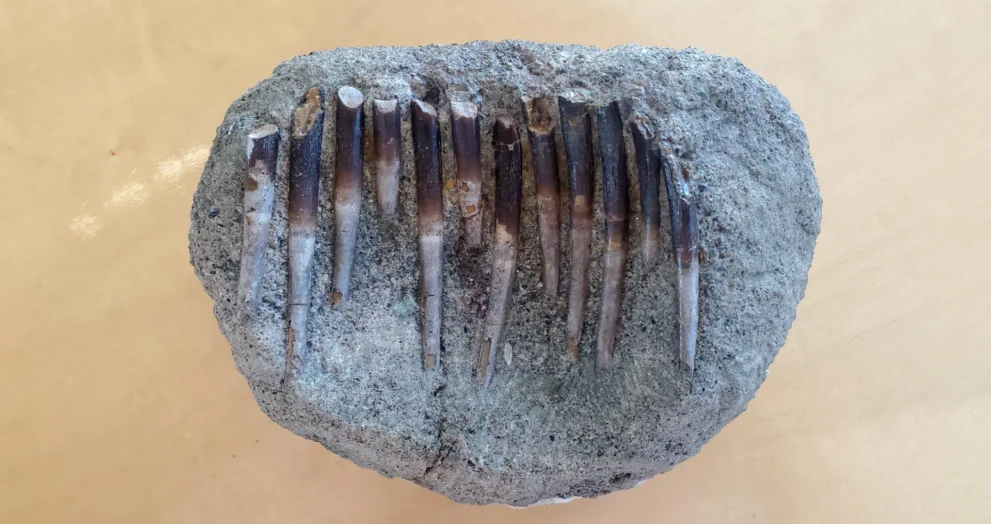 Os Dentes de 150 Milhões de Anos Revelam os Segredos das Dietas dos Dinossauros