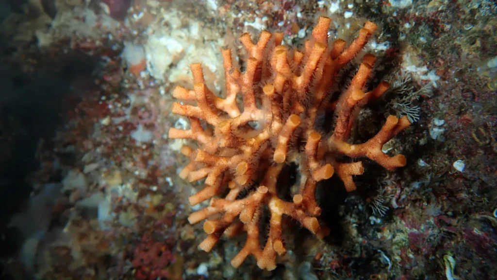 As frágil fortaleza do oceano está desmoronando sob a pressão climática