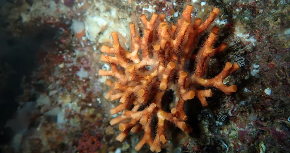 As frágil fortaleza do oceano está desmoronando sob a pressão climática