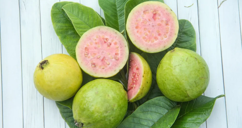 A molécula secreta da guava pode combater o câncer de fígado