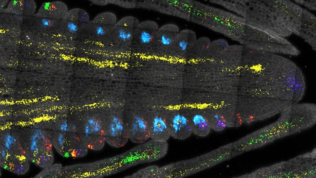 Cientistas descobrem o "interruptor mestre" para o crescimento das plantas