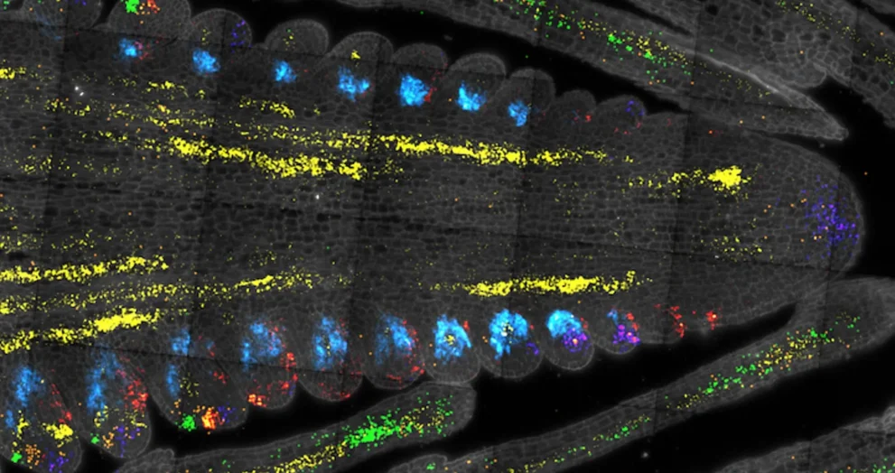 Cientistas descobrem o "interruptor mestre" para o crescimento das plantas