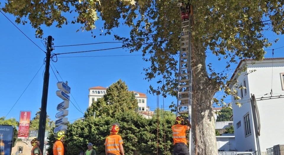 Intervenções de Arboricultura pela CM de Coimbra em Diversos Locais da Cidade