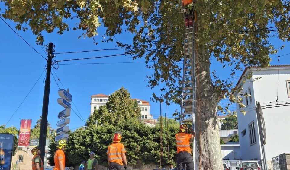 Intervenções de Arboricultura pela CM de Coimbra em Diversos Locais da Cidade