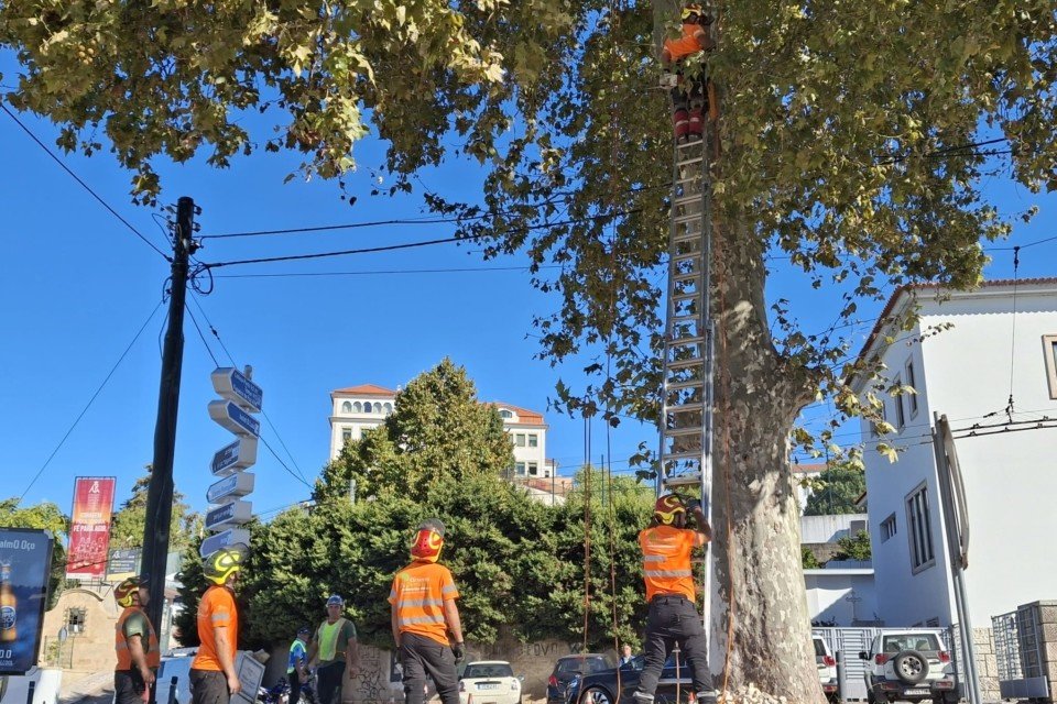Intervenções de Arboricultura pela CM de Coimbra em Diversos Locais da Cidade