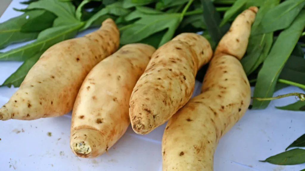 O DNA da batata-doce revelou-se mais estranho do que qualquer um esperava