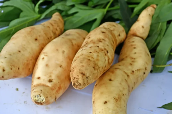 O DNA da batata-doce revelou-se mais estranho do que qualquer um esperava