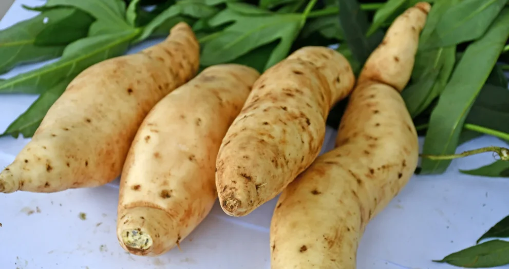 O DNA da batata-doce revelou-se mais estranho do que qualquer um esperava