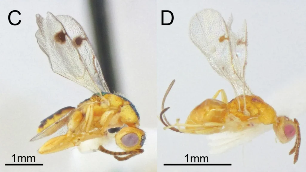 Cientistas descobrem vespas parasitas ocultas se espalhando pelo EUA