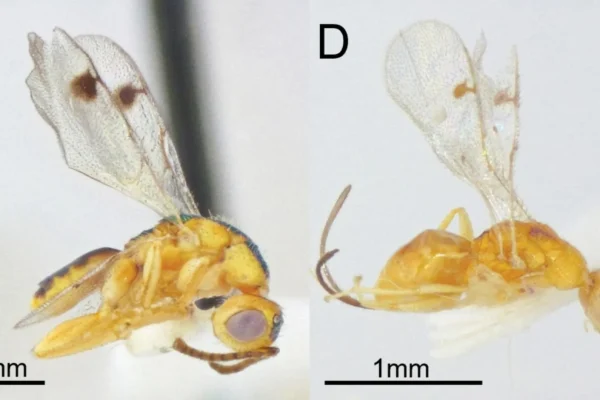 Cientistas descobrem vespas parasitas ocultas se espalhando pelo EUA