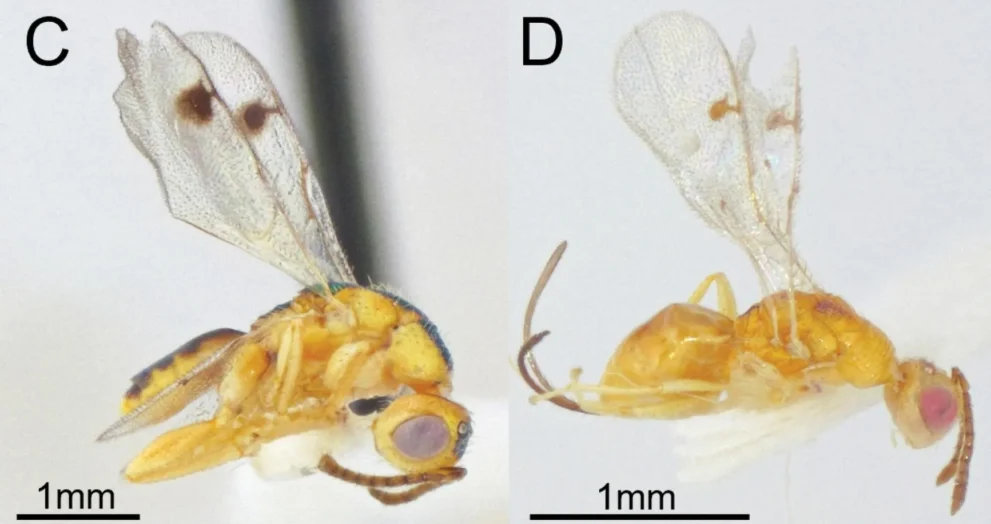 Cientistas descobrem vespas parasitas ocultas se espalhando pelo EUA
