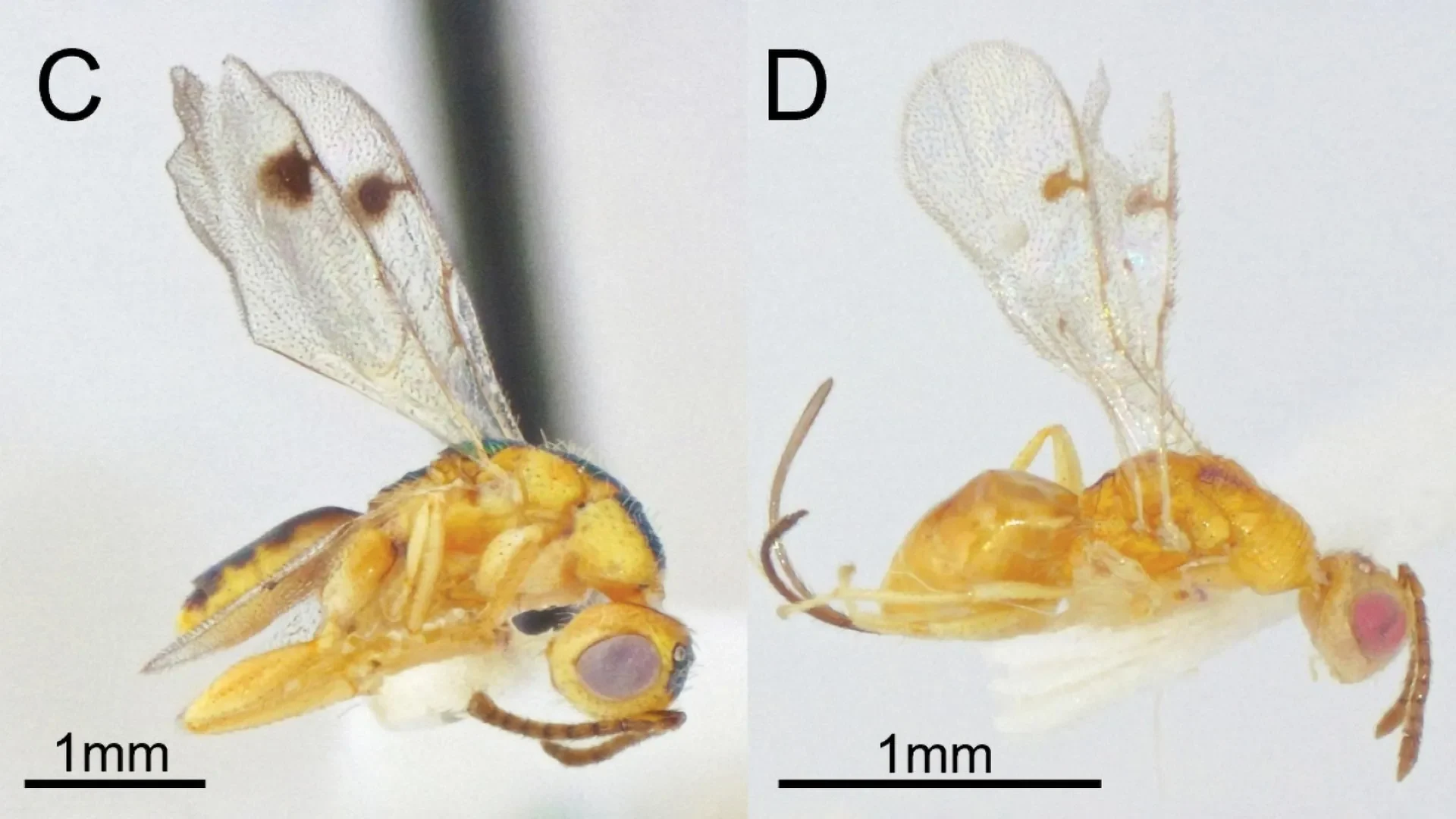 Cientistas descobrem vespas parasitas ocultas se espalhando pelo EUA