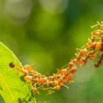 PMA apoia mais de 250 mil afetados pela seca em Moçambique desde novembro