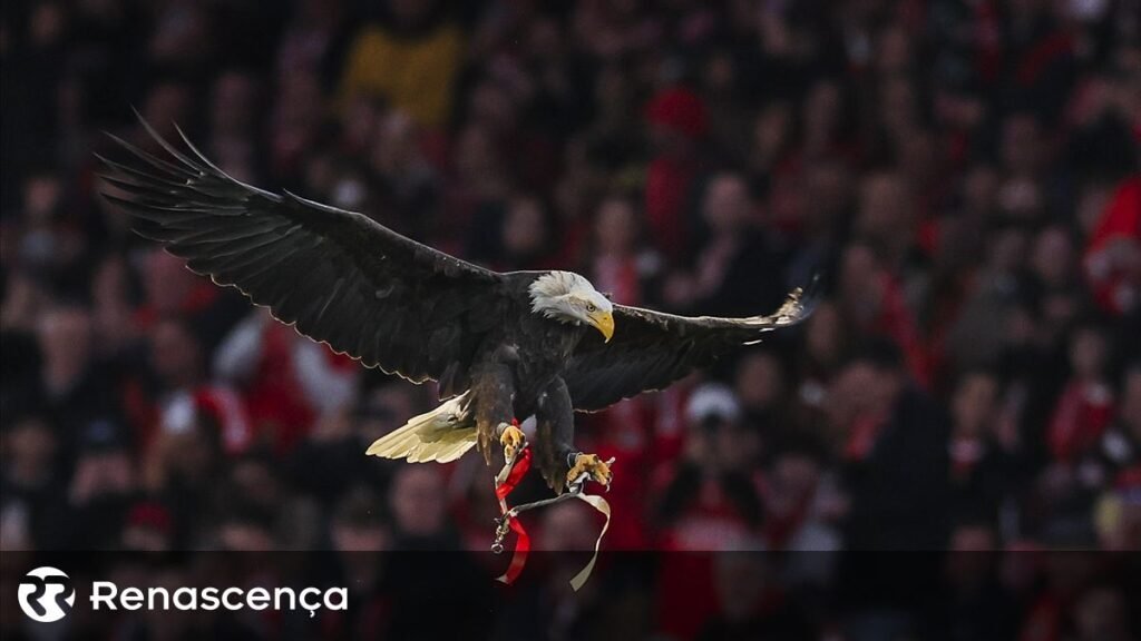 Benfica revela balanço agregado de 40,7 milhões.