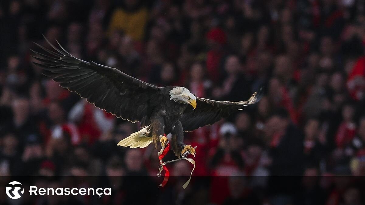 Benfica revela balanço agregado de 40,7 milhões.