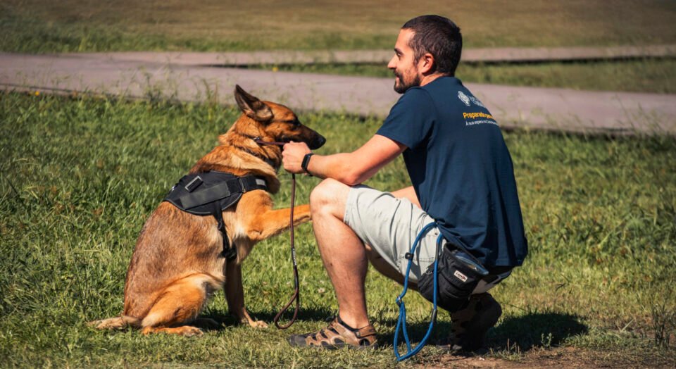 CM de Coimbra inicia projeto-piloto de treinamento comportamental para cães adotados no Canil Municipal