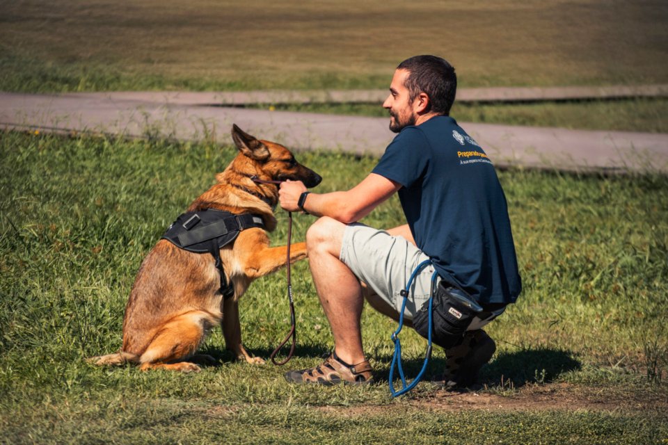 CM de Coimbra inicia projeto-piloto de treinamento comportamental para cães adotados no Canil Municipal