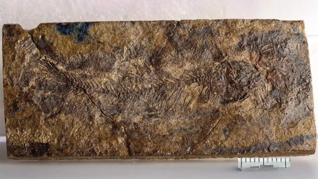 Escondido por 70 Milhões de Anos, Um Pequeno Peixe Fósseis está Reescrevendo a Evolução de Água Doce