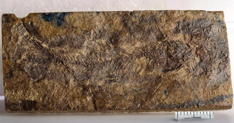 Escondido por 70 Milhões de Anos, Um Pequeno Peixe Fósseis está Reescrevendo a Evolução de Água Doce