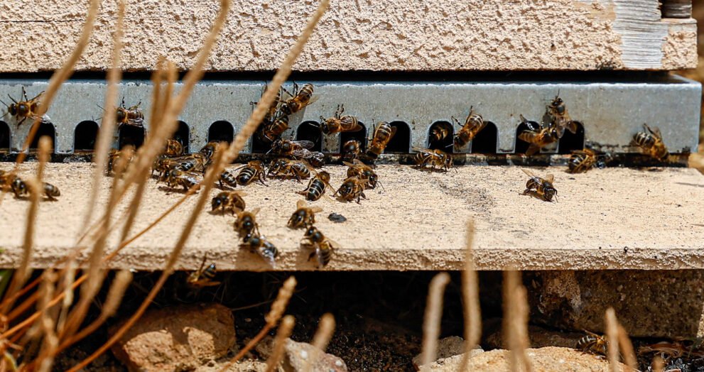 Produção de Mel em Trás-os-Montes: Quebras Acima de 70%