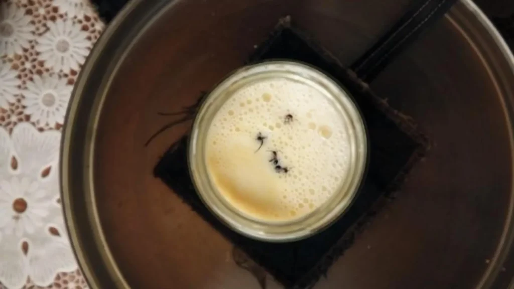 Você comeria iogurte feito com formigas? Cientistas fizeram isso!
