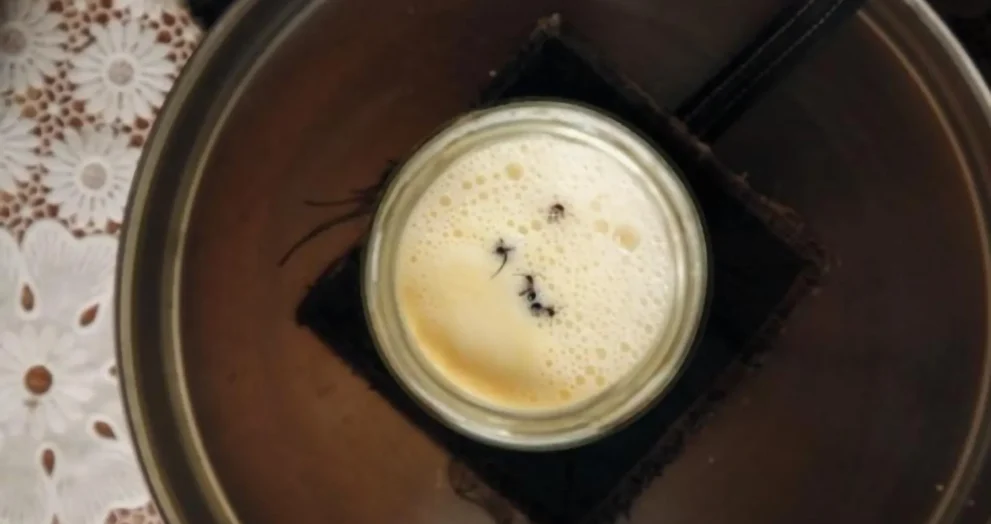 Você comeria iogurte feito com formigas? Cientistas fizeram isso!