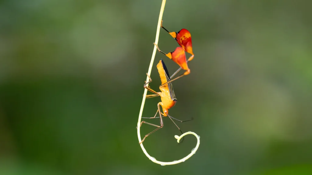 O que parece dança é, na verdade, um truque de sobrevivência dos insetos