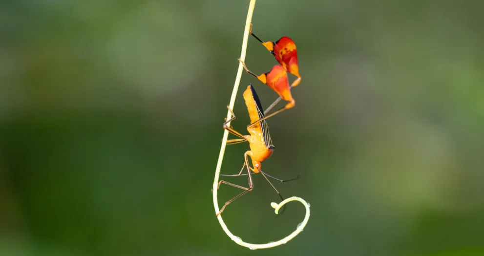O que parece dança é, na verdade, um truque de sobrevivência dos insetos