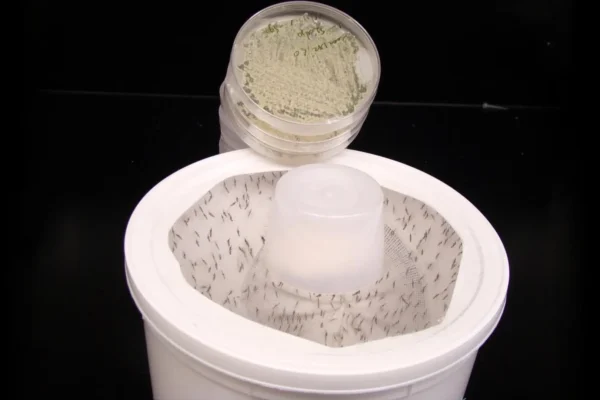 Cientistas Transformam Fragrância de Flores em Arrependente de Mosquitos