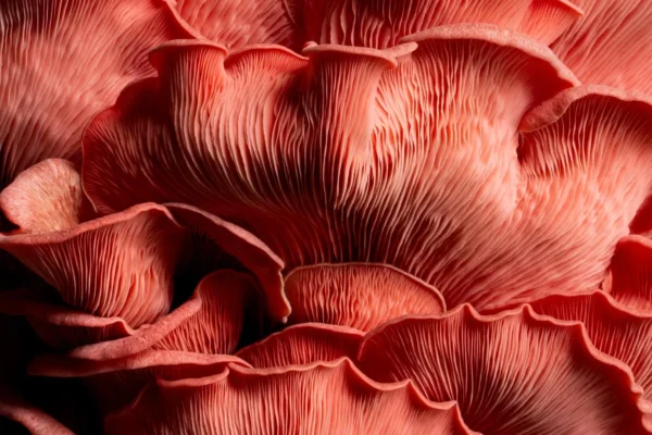 O reinado bilionário dos fungos que precedeu as plantas e tornou a Terra habitável