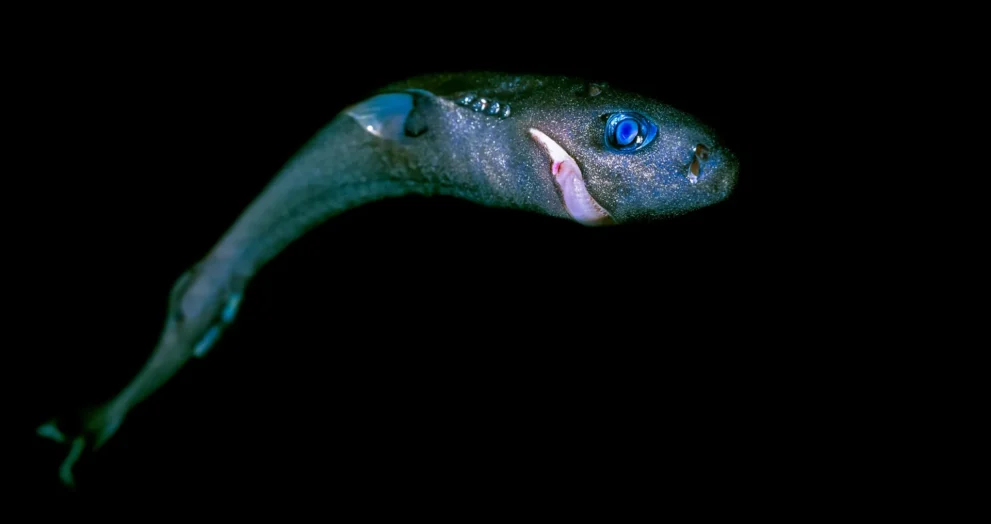Dos gigantes gentis aos caçadores fantasmas, os tubarões enfrentam um perigo invisível