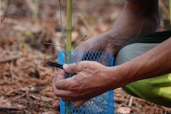 Coimbra Celebra o Dia da Floresta Autóctone com a Plantação de 800 Árvores