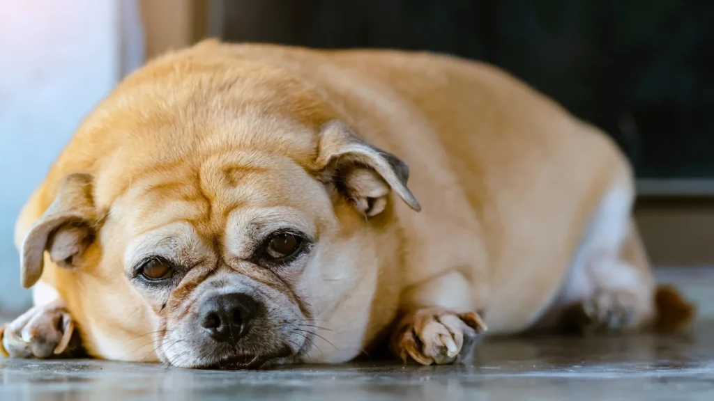 Animais estão desenvolvendo as mesmas doenças crônicas que os humanos