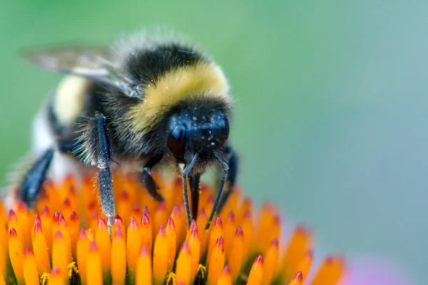 Cientistas Surpresos com Abelhas que Aprendem a Ler Código Morse Simples