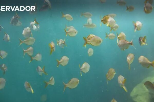 Oceano enfrenta transformações globais cumulativas sem precedentes, revela estudo