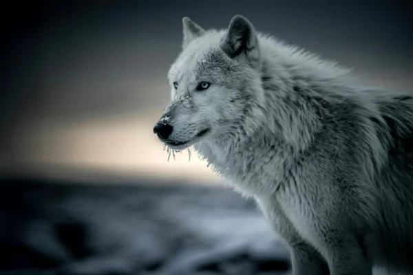 Cientistas descobrem DNA oculto de lobo na maioria dos cães
