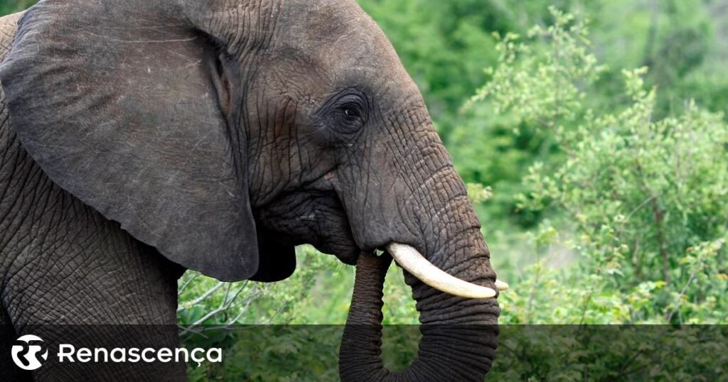 Elefante acaba com ao menos 20 indivíduos na Índia